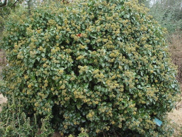 Hedera helix 'Arborescens' P26